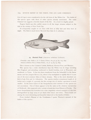 LONG-JAWED CATFISH / WHITE CAT